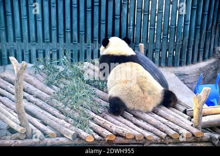 Xicheng, Xicheng, Chine. 23 décembre 2020. Beijing, CHINE-depuis le début du solstice d'hiver le 22 décembre 2020, le temps à Beijing a été supérieur à zéro pendant longtemps sans aucune sensation de froid de glace et de neige.Ã‚l'enceinte Panda au zoo de Beijing, les pandas géants sont également devenus paresseux, dormant dans toute la journée. Crédit : SIPA Asia/ZUMA Wire/Alay Live News Banque D'Images