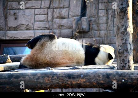 Xicheng, Xicheng, Chine. 23 décembre 2020. Beijing, CHINE-depuis le début du solstice d'hiver le 22 décembre 2020, le temps à Beijing a été supérieur à zéro pendant longtemps sans aucune sensation de froid de glace et de neige.Ã‚l'enceinte Panda au zoo de Beijing, les pandas géants sont également devenus paresseux, dormant dans toute la journée. Crédit : SIPA Asia/ZUMA Wire/Alay Live News Banque D'Images
