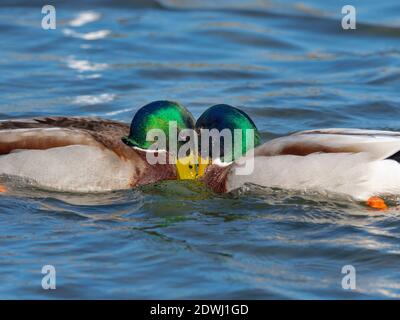 Mallard Anus platyrhyncha combats Drakes Banque D'Images