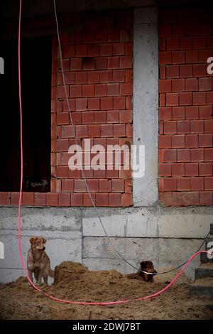 Une paire de chiens se rend confortables sur un chantier de construction. La maison inachevée peut être vue en arrière-plan, tandis que les chiens sont ou se tiennent dans Banque D'Images