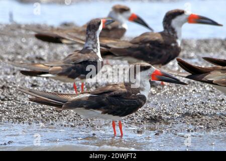 Troupeau de Skimmer Noire (Rynchops niger) perchée sur l'eau avec un accent sélectif sur le premier oiseau Banque D'Images