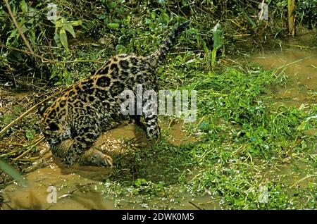 Jaguar, panthera onca, Cub avec poisson Banque D'Images