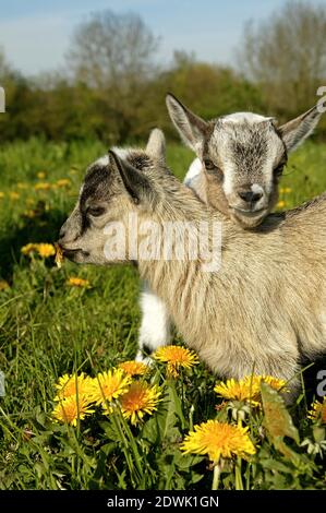 3 mois vieille chèvre pygmée ou chèvres naines, capra hircus Banque D'Images