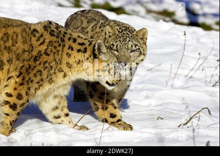 Snow Leopard ou once, uncia uncia, debout dans la neige Banque D'Images