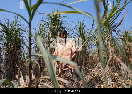 Naogaon, Bangladesh. 23 décembre 2020. Nur Mohammad (60), UN agriculteur bangladais récolte de canne à sucre dans un champ du village de Chillimpur à Dhamoirhat, à environ 50 km au nord du district de Naogaon. Crédit : MD Mehedi Hasan/ZUMA Wire/Alamy Live News Banque D'Images