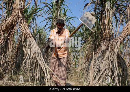 Naogaon, Bangladesh. 23 décembre 2020. Nur Mohammad (60), UN agriculteur bangladais récolte de canne à sucre dans un champ du village de Chillimpur à Dhamoirhat, à environ 50 km au nord du district de Naogaon. Crédit : MD Mehedi Hasan/ZUMA Wire/Alamy Live News Banque D'Images