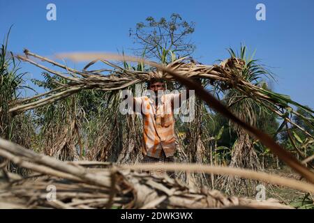 Naogaon, Bangladesh. 23 décembre 2020. Nur Mohammad (60), UN agriculteur bangladais récolte de canne à sucre dans un champ du village de Chillimpur à Dhamoirhat, à environ 50 km au nord du district de Naogaon. Crédit : MD Mehedi Hasan/ZUMA Wire/Alamy Live News Banque D'Images