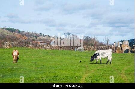 Veaux paître dans un pré. Gandullas, province de Madrid, Espagne. Banque D'Images
