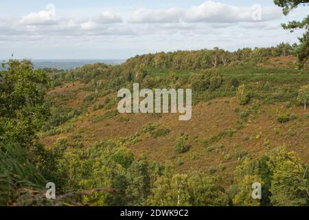 Campagne forestière au Devil's Punchbowl, Hindhead, Surrey, Angleterre Banque D'Images