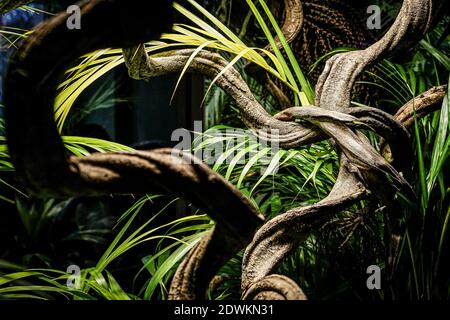 Branches enchevêtrées et tordues dans une jungle environnante Banque D'Images