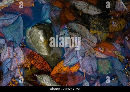 Les feuilles d'automne noyées dans une flaque forment une palette de tons rouges, bruns et gris Banque D'Images