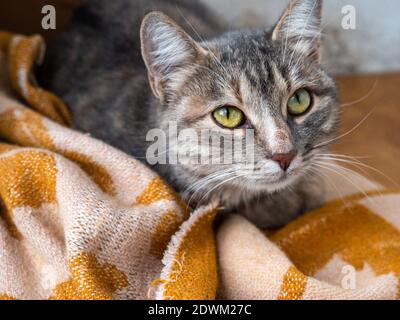 Chat gris tabby non pedigree avec de beaux yeux verts reposant calmement sur la couverture à la véranda d'un bâtiment de haute élévation. Banque D'Images