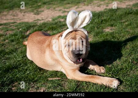 chien aiguï portant des oreilles de lapin de pâques Banque D'Images