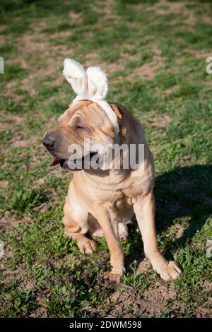 chien aiguï portant des oreilles de lapin de pâques Banque D'Images