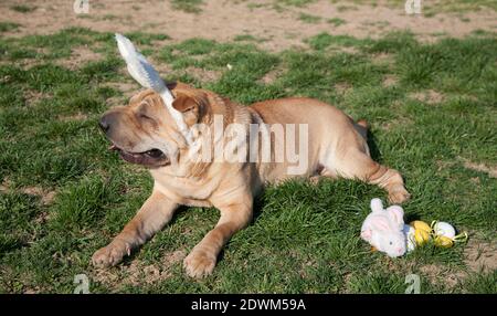 chien aiguï portant des oreilles de lapin de pâques Banque D'Images