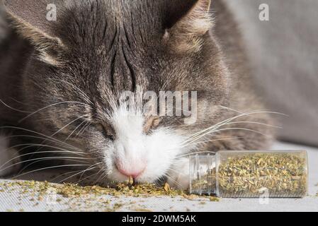 Chat de tabby amusant mangeant et appréciant la catnip ou la menthe séchées. Herbes pour chats Banque D'Images