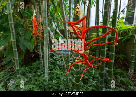 Fleur et plante du palmier bambou, palmier roseau, Chamaedorea seifrizii jardin botanique Burretal de Lyon. Parc de la tête d'Or, Lyon, France Banque D'Images