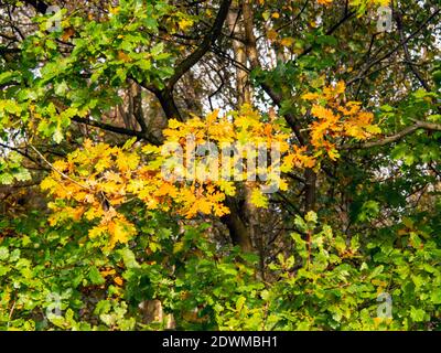 Chêne avec feuilles orange et vertes au début de l'automne Banque D'Images