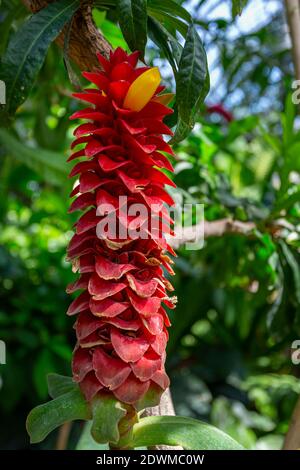 Le gingembre en spirale (Costus barbatus) est une plante vivace à inflorescence rouge. Parc de la tête d'Or, Lyon, France Banque D'Images