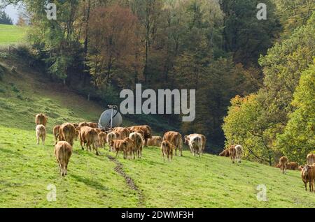 BOS Taurus, vaches, bétail brun limousin domestique sur un pâturage dans la campagne en Rhénanie-Palatinat, Allemagne, Europe occidentale Banque D'Images