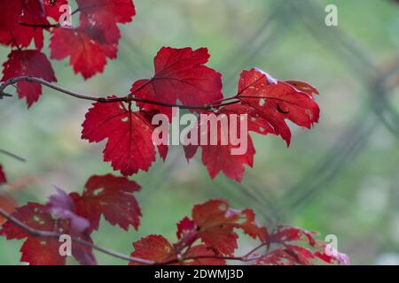 Feuilles d'érable rouge vif sur une branche avant une sortie d'arrière-plan de mise au point de maillage vert et de fil Banque D'Images