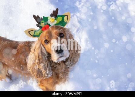 Chien dans un costume de Noël festif. Cocker anglais Spaniel portant un serre-tête avec des cornes de renne. Concept de célébrer les fêtes du nouvel an avec les animaux de compagnie Banque D'Images