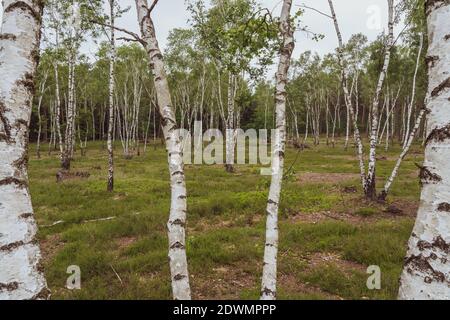 Bouleaux avec feuillage émergent en été dans le paysage de Lueneburger heide, allemagne Banque D'Images