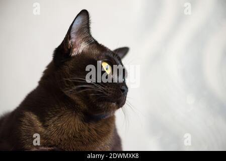 Chat birman brun avec couleur de fourrure de chocolat et yeux jaunes, curieux, personnalité européenne birmane. Gros plan portrait Banque D'Images