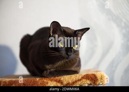 Chat birman brun avec couleur de fourrure de chocolat et yeux jaunes, curieux, personnalité européenne birmane. Gros plan portrait Banque D'Images