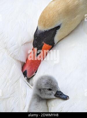 Mute Swan (Cygnus olor) poussin fraîchement éclos reposant dans un confortable et chaleureux lit de plumes de mère, Heidelberg, Baden-Wuerttemberg, Allemagne Banque D'Images