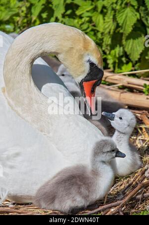 Mute Swan (Cygnus olor) poussins fraîchement éclos reposant dans un confortable et chaleureux lit de plumes de mère, Heidelberg, Baden-Wuerttemberg, Allemagne Banque D'Images