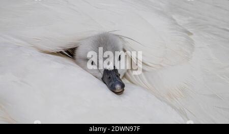 Mute Swan (Cygnus olor) poussin fraîchement éclos reposant dans confortable et chaud lit de plumes de mère partiellement caché derrière la plume, Heidelberg, Baden-Wuerttemb Banque D'Images