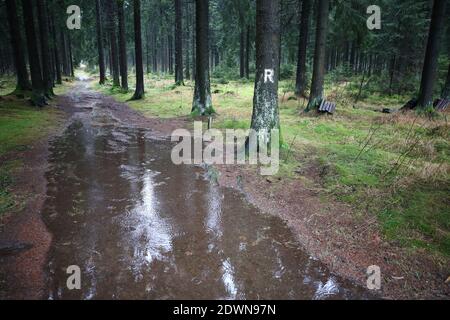 23 décembre 2020, Thuringe, Arnsgereuth : des gouttes de pluie s'écoulent dans une flaque sur le sentier de randonnée de Rennsteig. Les prévisions pour Noël sont aussi plutôt sombres en hiver. Photo: Bodo Schackow/dpa-Zentralbild/dpa Banque D'Images