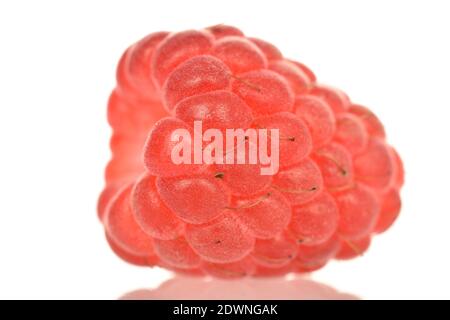 Une baie de framboise mûre rouge entière, isolée sur blanc. Banque D'Images