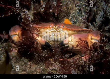 Crabe comestible (cancer pagurus) sur roche avec algue rouge, Royaume-Uni. Banque D'Images