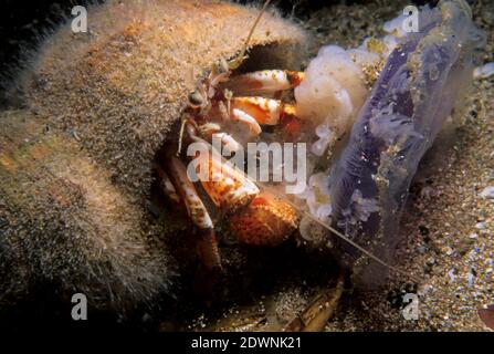 Crabe hermite (Pagurus bernhardus) se nourrissant du méduse bleu (Cyanea lamarckii), Royaume-Uni. Banque D'Images