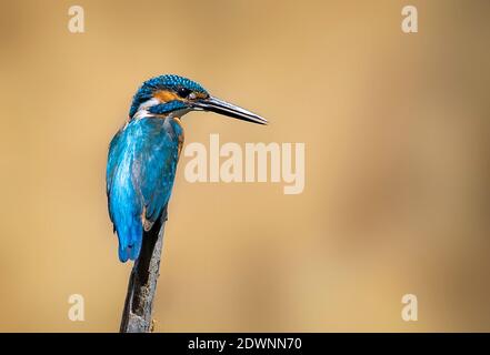 Image d'un kingfisher commun (Alcedo atthis) perché sur une branche sur fond de nature. Oiseau. Animaux. Banque D'Images