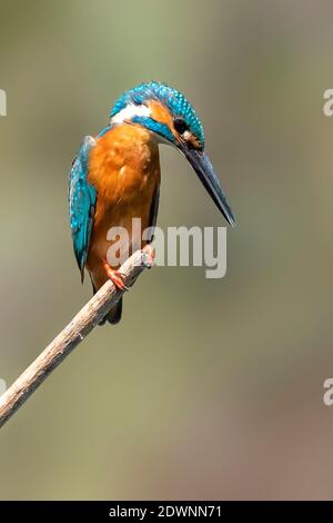 Image d'un kingfisher commun (Alcedo atthis) perché sur une branche sur fond de nature. Oiseau. Animaux. Banque D'Images