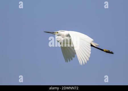 Image du petit aigrette (Egretta garzetta) volant dans le ciel. Oiseaux. Animal. Banque D'Images