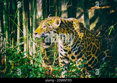 Image d'une jaguar sur fond de nature. Animaux sauvages. Banque D'Images