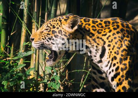 Image d'une jaguar sur fond de nature. Animaux sauvages. Banque D'Images