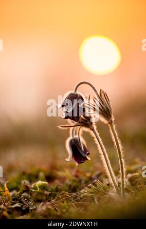 Pulsatilla-Pulsatilla pratensis subsp. Nigricans Banque D'Images