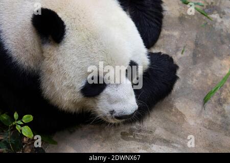 Image d'un panda sur fond nature. Les animaux sauvages. Banque D'Images