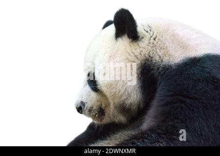 Image du panda isolé sur fond blanc. Animal sauvage. Banque D'Images