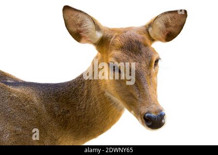 Image d'un cerf sur fond blanc. Animaux sauvages. Banque D'Images