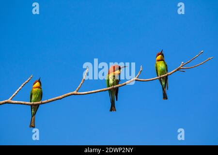 Image de l'oiseau sur la branche sur fond de ciel. Animaux sauvages. Mangeur à tête de châtaignier (Merops leschenaulti) Banque D'Images