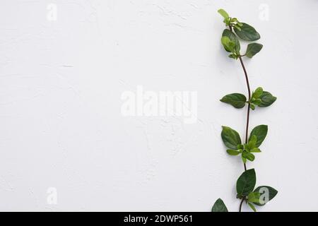 les feuilles de vert vintage plantent ou arborent et s'embrantent béton avec mur ou plancher de sable et sol pour l'intérieur décor ou architecture extérieure nature Banque D'Images