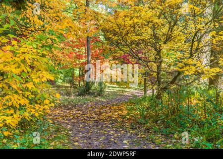 Couleurs d'automne à Queenswood Country Park et arboretum , Herefordshire Royaume-Uni. Octobre 2020 Banque D'Images