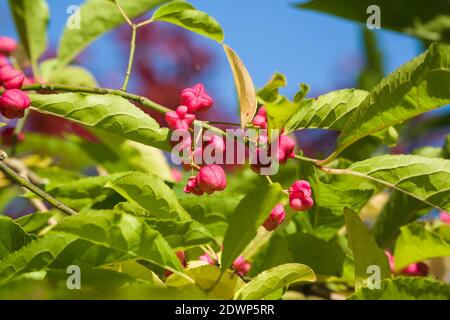 Broche chinoise (Euonymus hamiltonianus). Queenswood Arboretum Hereford Herefordshire Royaume-Uni. Octobre 2019 Banque D'Images