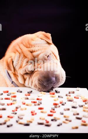 chien aiguï avec assiette sur noir Banque D'Images